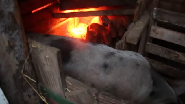 Опорос дикой свиньи от Дюрка. Дождались наконец-то поросят. Бекон опять стал Розочкой)))) смотреть онлайн