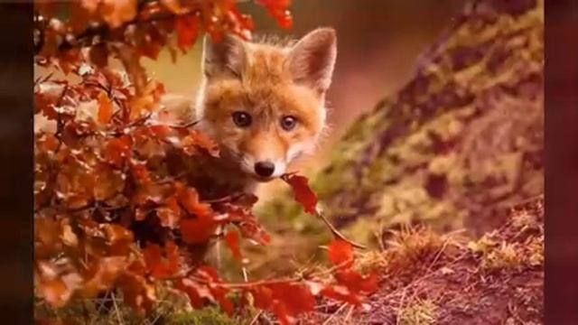 Осенние картинки смотреть онлайн