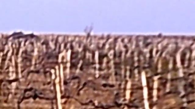 Виноградник Крым смотреть онлайн