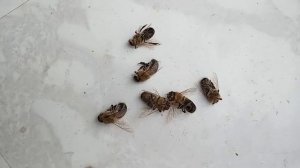 Пчелы выгоняют трутней из улья