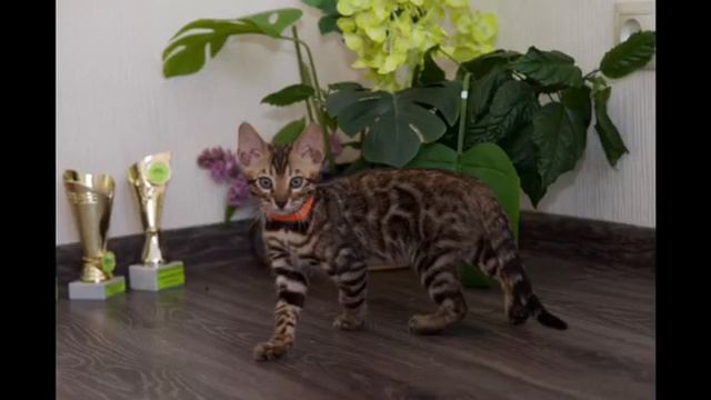 Питомник бенгальских кошек ДОМАШНИЙ ЛЕОПАРД
