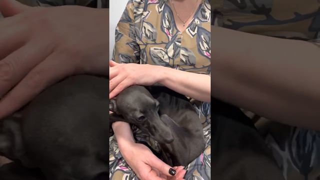 Красивейшая Левретка идеально чёрного окраса. Angelo Celeste Florentina. смотреть онлайн