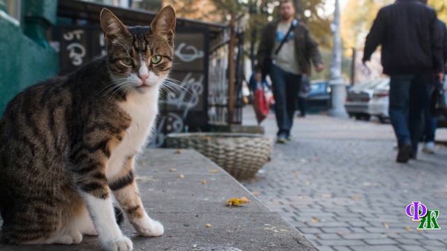 И даже когда в кота что-то бросали, он тёрся о ноги о ласке прося смотреть онлайн