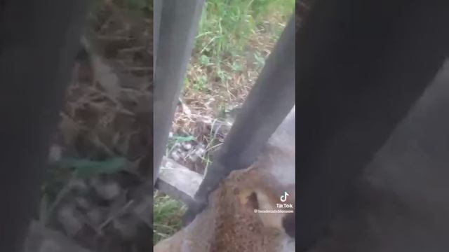 Смешные животные из TIK TOK