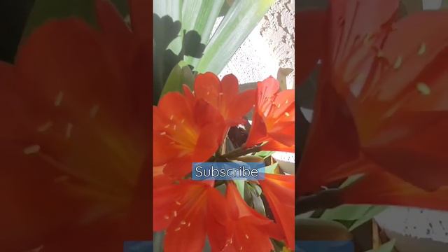 showcasing the stunning beauty of the Clivia miniata, specifically the yellow and red varieties. смотреть онлайн