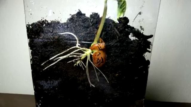 как прорастает семя в земле, ускоренная съемка, потрясающее видео!
