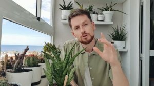 Почему Сансевьерии не дают детку и не растут? Причины и что стоит изменить.