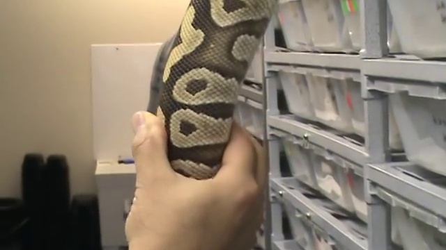 Pet Project 08 - part 2 ( plump center ) смотреть онлайн