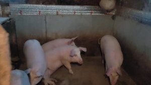 Свиноводство в лютые морозы ][ Способы обогрева свинарника