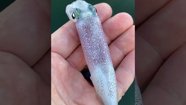 Just beneath the surface of this squid’s skin are thousands of color-changing cells #underwater смотреть онлайн