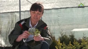 ГОЛУБАЯ ЕЛЬ РАЗМНОЖЕНИЕ ЧЕРЕНКАМИ | ЕЛЬ ИЗ ВЕТКИ | ГОЛУБАЯ ЕЛЬ ХУПСИ ОТ ЧЕРЕНКА ДО САЖЕНЦА