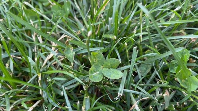 Can I Grow Luck? 4 Leaf Clover Propagation смотреть онлайн