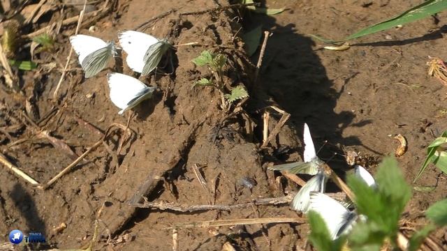 ЯЗИ И ГОЛАВЛИ РВУТ ПОВОДКИ С ПОКЛЕВКИ!!! РЫБАЛКА НА ФИДЕР НА ДНЕПРЕ. Поклевки крупным планом. смотреть онлайн