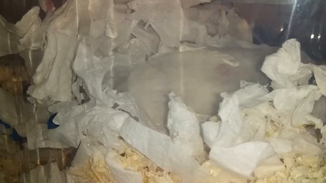 Милый Сирийский Хомячок по имени Заяц смотреть онлайн