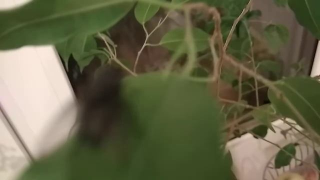 Вася скоро умрёт. смотреть онлайн