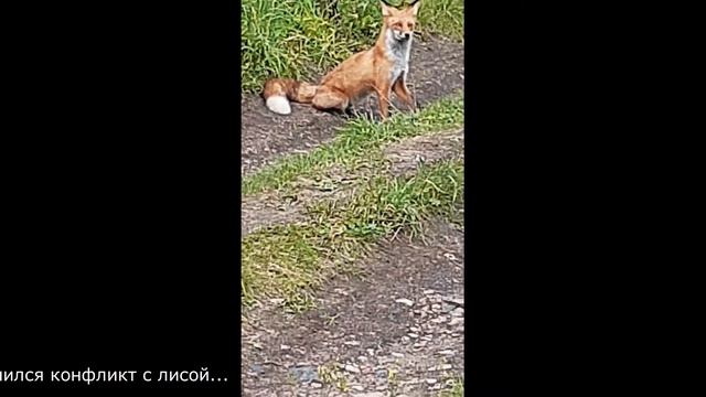 Какие в лесу рыжики смотреть онлайн