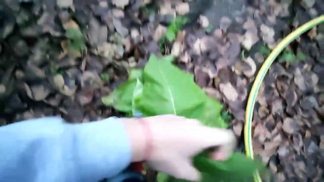 21/11/2021. Опрыскивание персиков Champion PS 257 | Уборка табака. смотреть онлайн