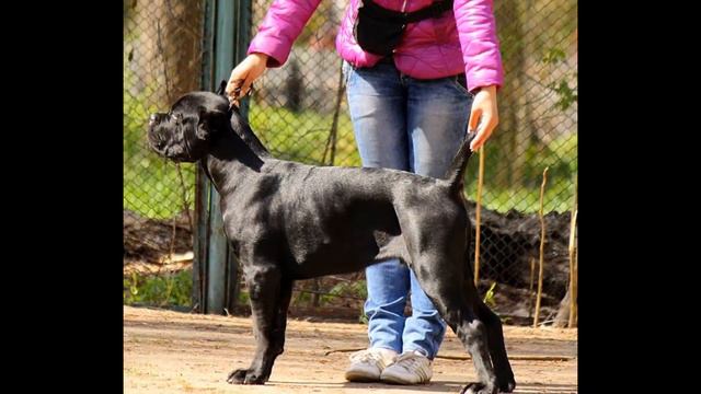 Хендлер Обидова Злата смотреть онлайн
