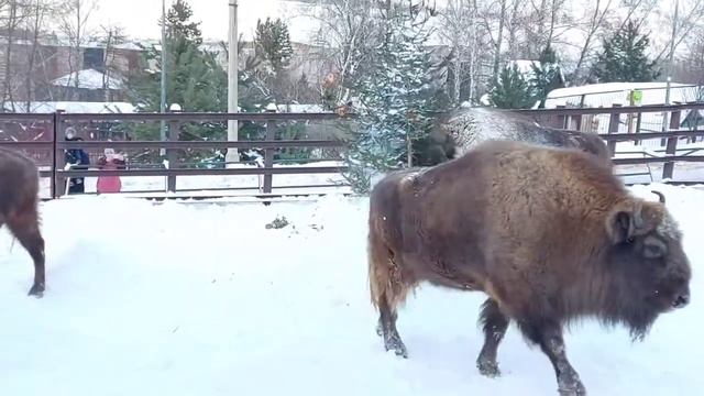 "Роев ручей" зубры и ёлка 😊 смотреть онлайн
