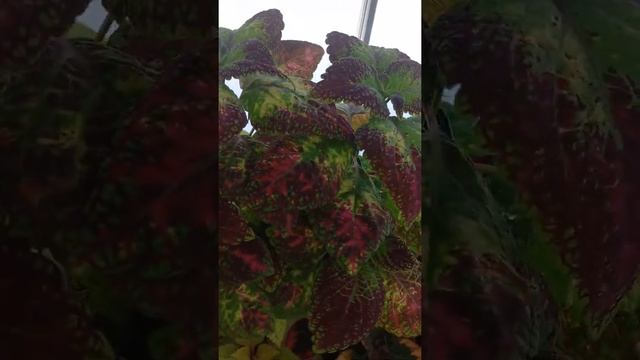 Принимаю заказы на колеусы смотреть онлайн