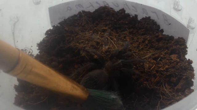 Мои пауки птицееды. Часть 1. смотреть онлайн