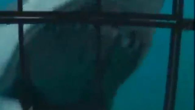 Видео про акулу мегалодон смотреть онлайн