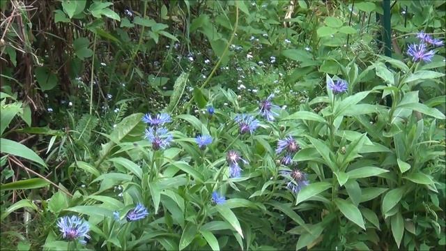 ЧЕРЕШНЯ, ПИОНЫ, РОЗЫ, ТОМАТЫ и ОГУРЦЫ / ЭКСКУРСИЯ по НАШИМ ПОСАДКАМ смотреть онлайн