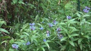 ЧЕРЕШНЯ, ПИОНЫ, РОЗЫ, ТОМАТЫ и ОГУРЦЫ / ЭКСКУРСИЯ по НАШИМ ПОСАДКАМ