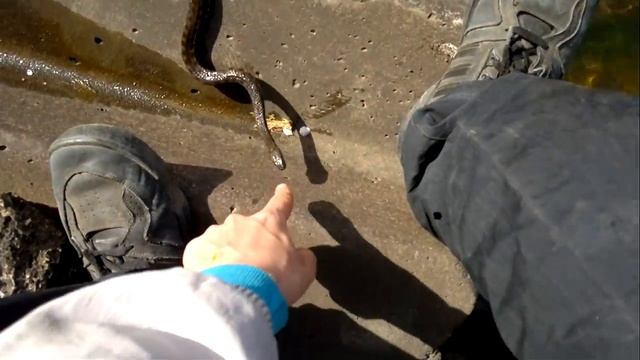 Закидывание в воду небольшого шахматного ужа смотреть онлайн