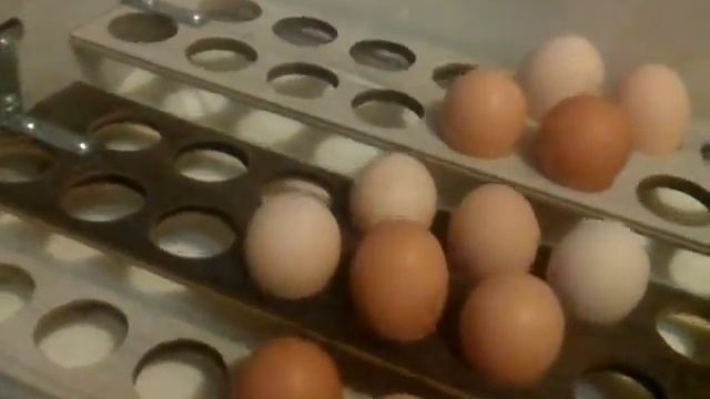 Инкубатор своими руками (первые шаги) смотреть онлайн