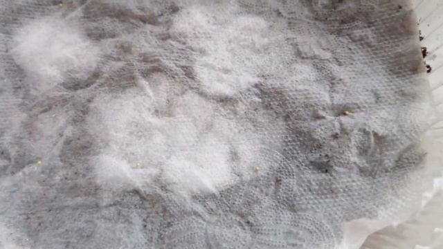 Бегония Версальская Ампельная из семян смотреть онлайн