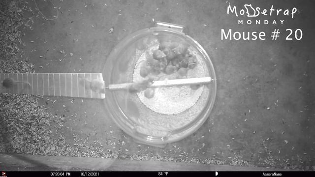 Catching 26 Mice In 1 Night With Rolling Log. My Top 2 Favorite Mouse Trap. Mousetrap Monday. смотреть онлайн