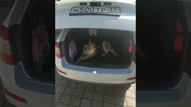 Самый преданный и лучший друг. Овчарка Альфа. вео 1.5 года. смотреть онлайн
