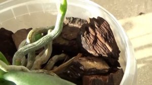 Долгожданные первые домашние цветения Aerides houlletiana ,Phalaenopsis hieroglyphica и ещё всякое