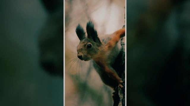 Жизнь животных смотреть онлайн