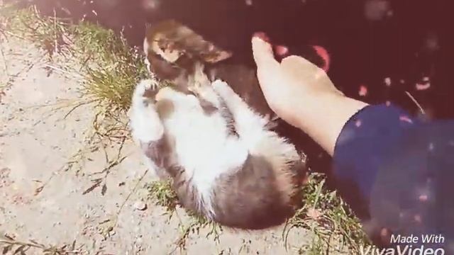 Котята! Они такиеи милые, но жаль ,что живут на улице! смотреть онлайн