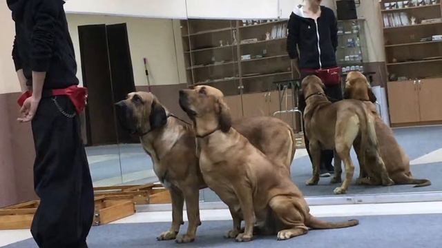 Fila Brasileiro! ROMERO & OPALA