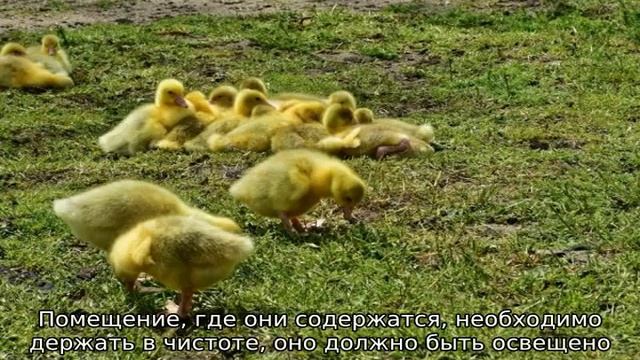 Гусята падают на ноги — лечение в домашних условиях смотреть онлайн