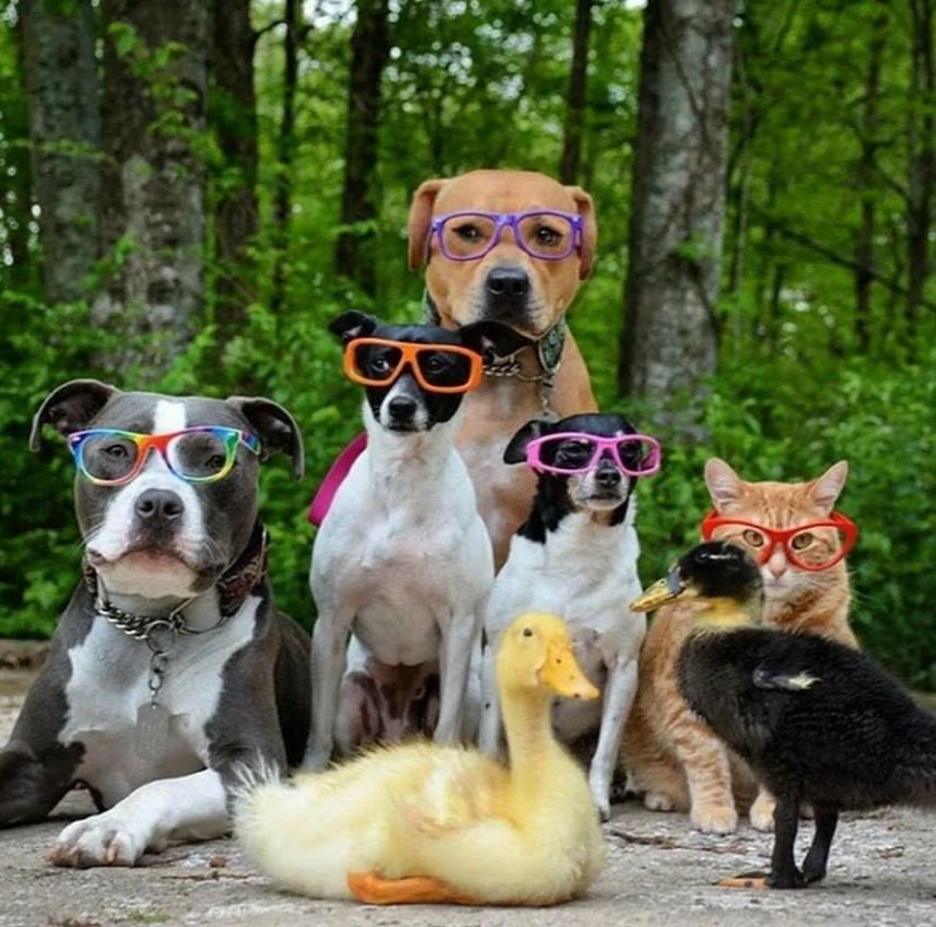 Learn-family-animals-cat-horse-cow-chicken-duck-farm-animal-sounds-par_(videomega.ru)