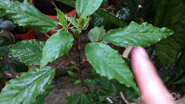 Тля на гибискусе, что делать?! Фуфанон в помощь!?✅