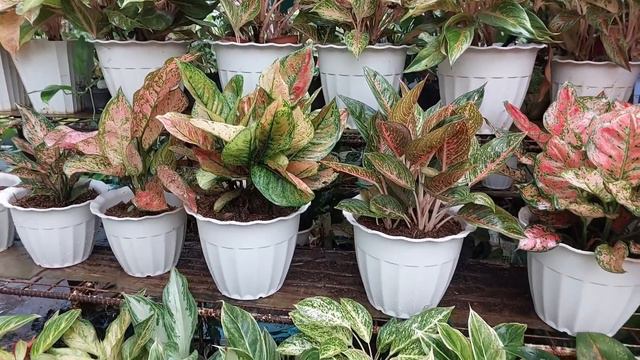 Plants na Like mo Mabibili muna! Tara sa The-Li-Tes-Jom Garden sa Paligawan смотреть онлайн
