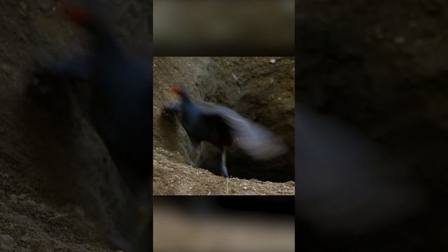 Вулкан как инкубатор. Меланезийские большеноги смотреть онлайн