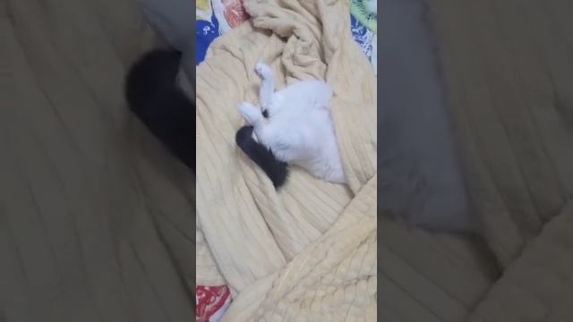 Ноги вверх или как спит кот. Смешно. Котэ. Топ смотреть онлайн