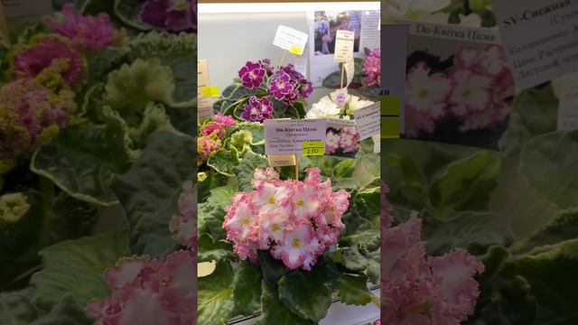 Выставка цветов в Доме фиалки смотреть онлайн