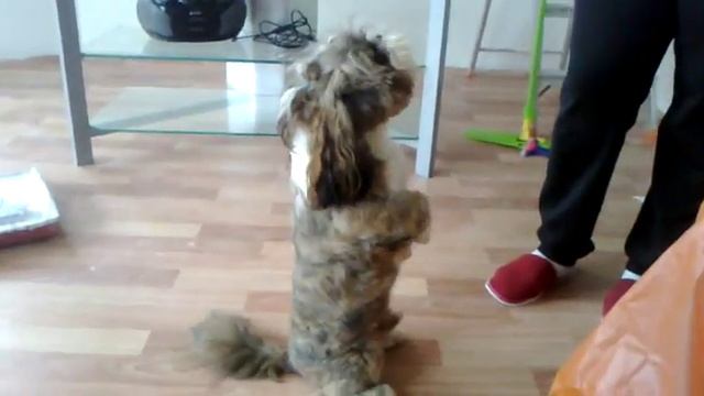 Говорящий Шит Цу смотреть онлайн