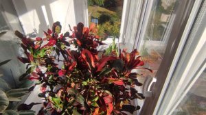 Кодиеум пёстрый. Сорт Мамми.