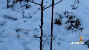 Подготовка сада к зиме. Защита молодых яблонь