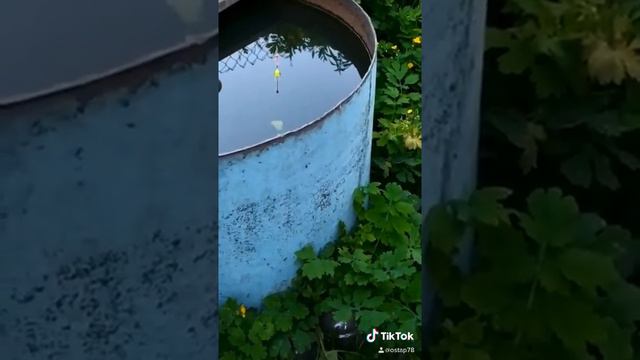 Рыбалка в бочке на даче:) видео не моё:)/Fishing in a barrel in the country :) смотреть онлайн