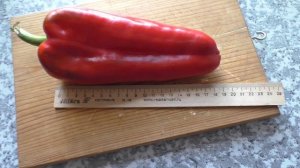 Крупный сорт сладких перцев РИД