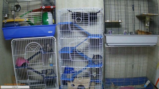 Наблюдаем за жизнью Шиншилл смотреть онлайн